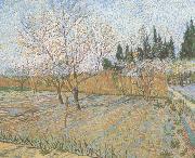 Vincent Van Gogh, Orchard with Peach Trees in Blossom (nn04)